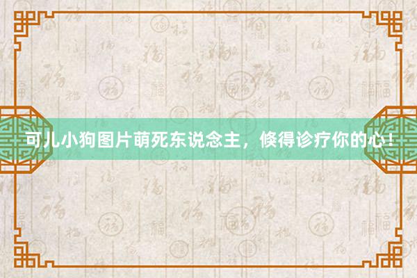 可儿小狗图片萌死东说念主，倏得诊疗你的心！